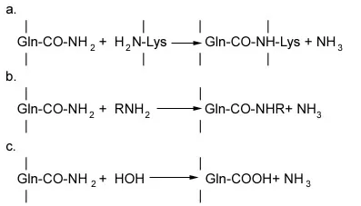 Reactions catalyzed by Transglutaminase Reactions catalyzed by Transglutaminase